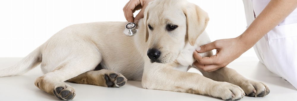 犬のワクチンの種類